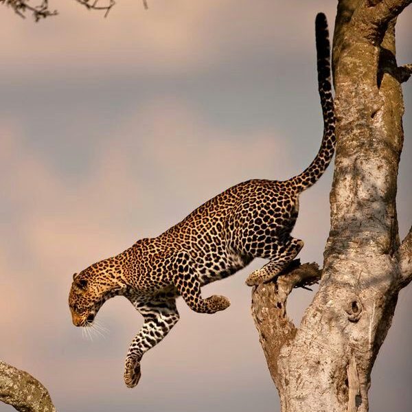 Spectacular wildlife in Serengeti National Park Tanzania