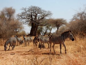 Old Baobab trees and herds of zebra in Tarangire National Park Tanzania