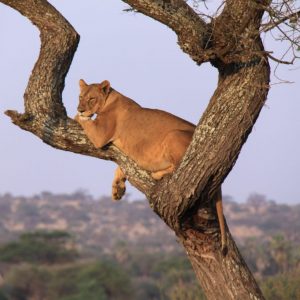 Lion in tree in Lake Manyara National Park Tanzania