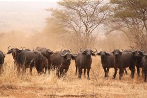 Tented Lodge Safari Tanzania Herd of buffalo