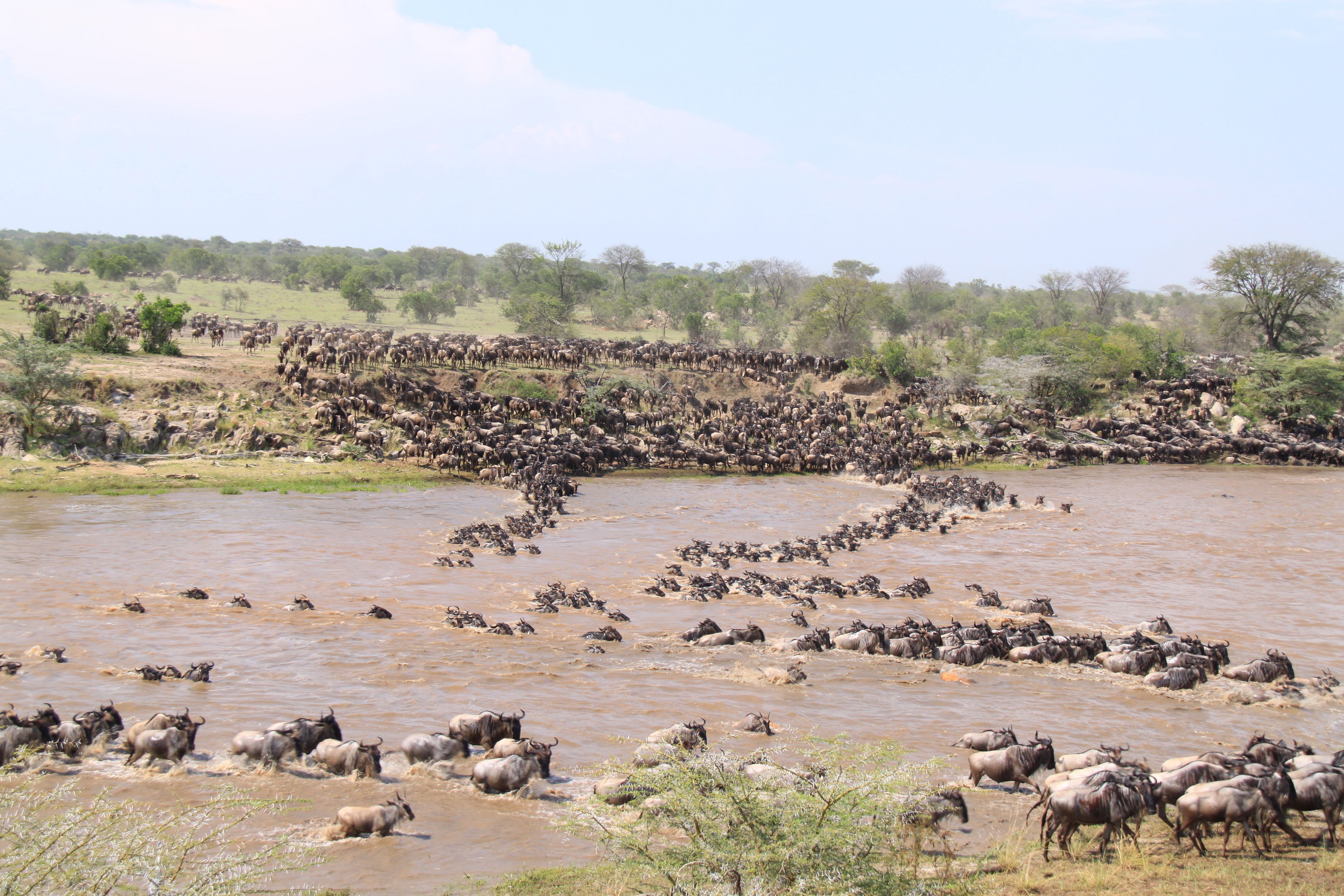 Crossing of Wildebeest in Serengeti National Park Tanzania