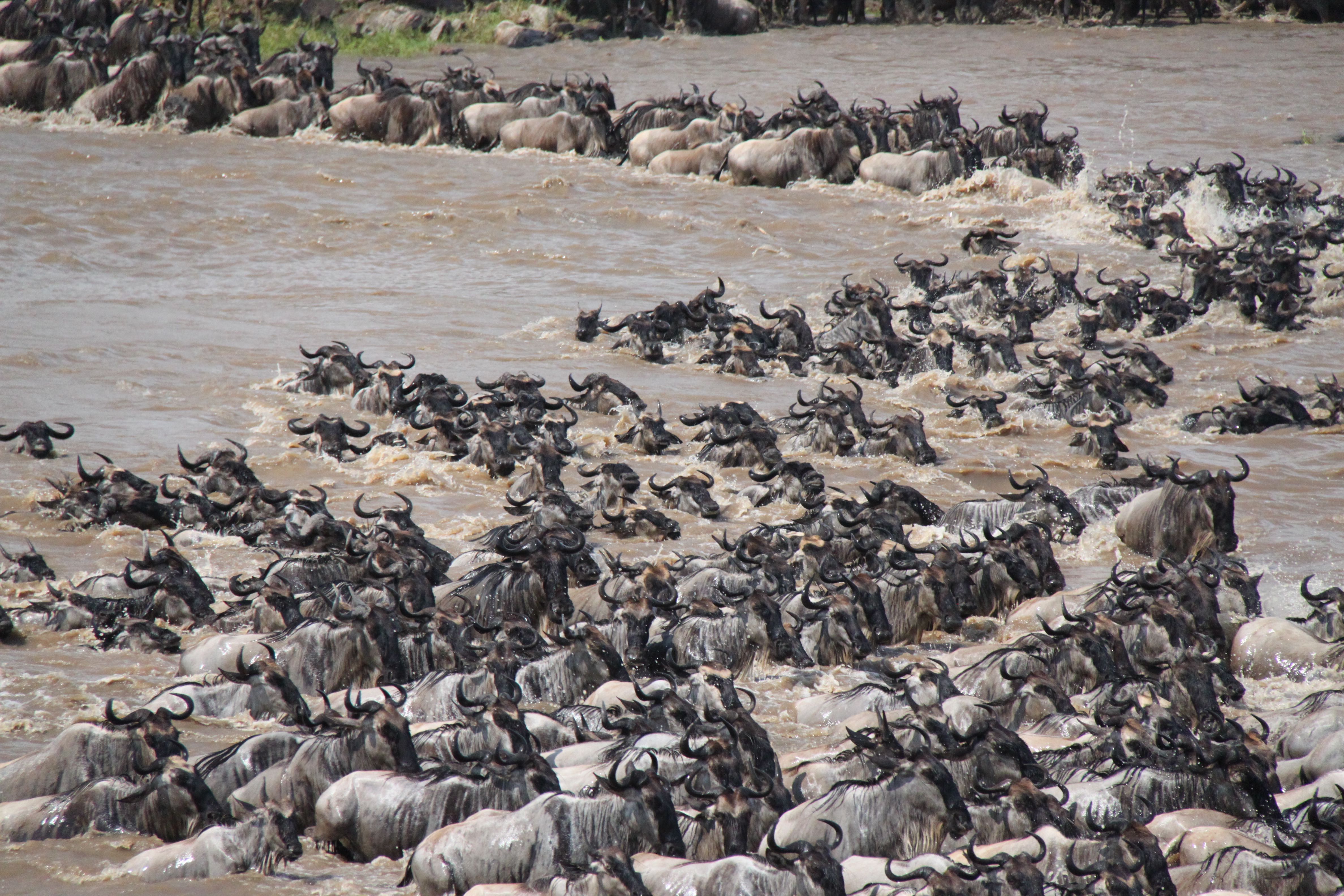 Camping Safari Great Migration Tanzania Wildebeest crossing Mara River in Serengeti National Park
