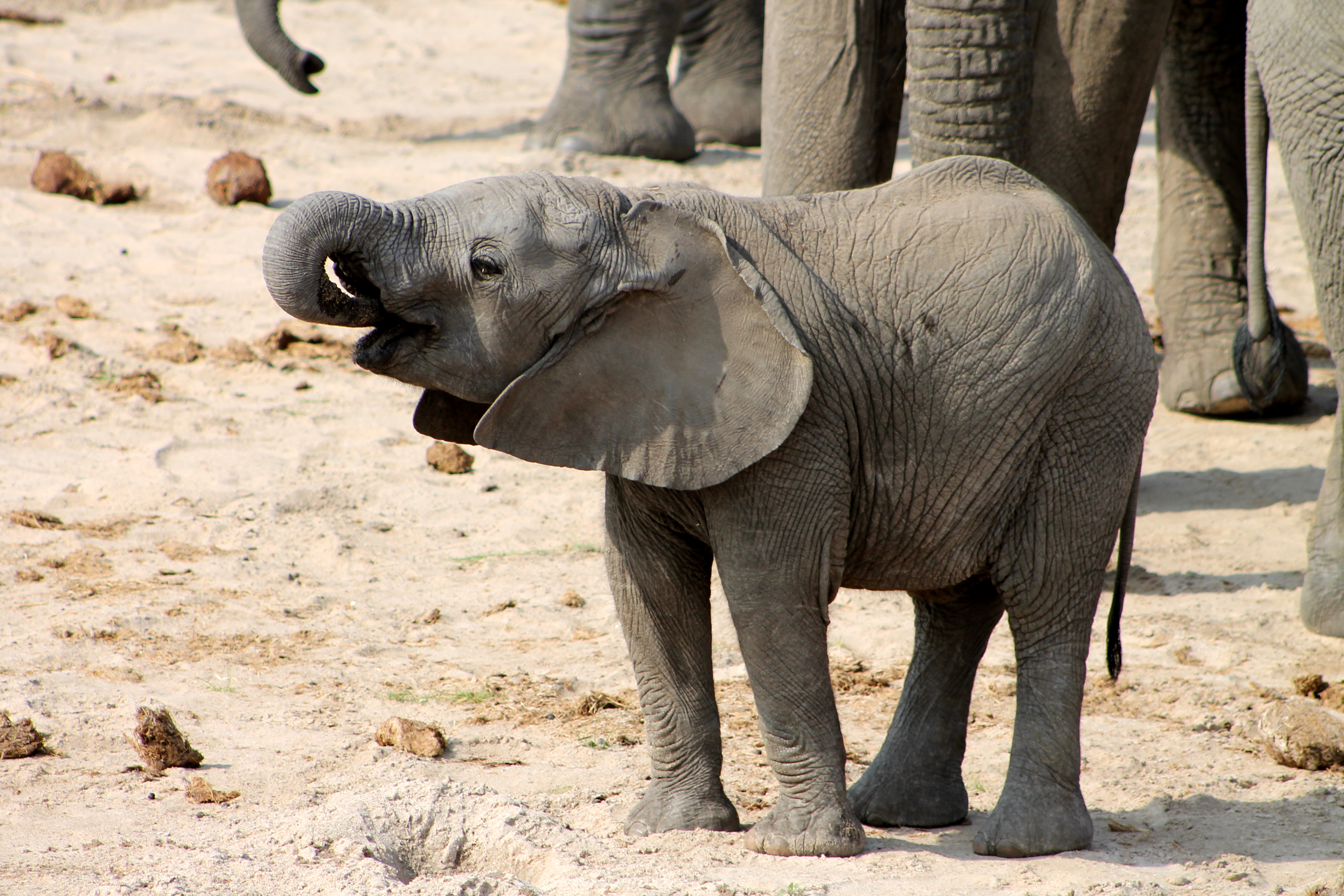 Baby elephants in Tarangire National Park