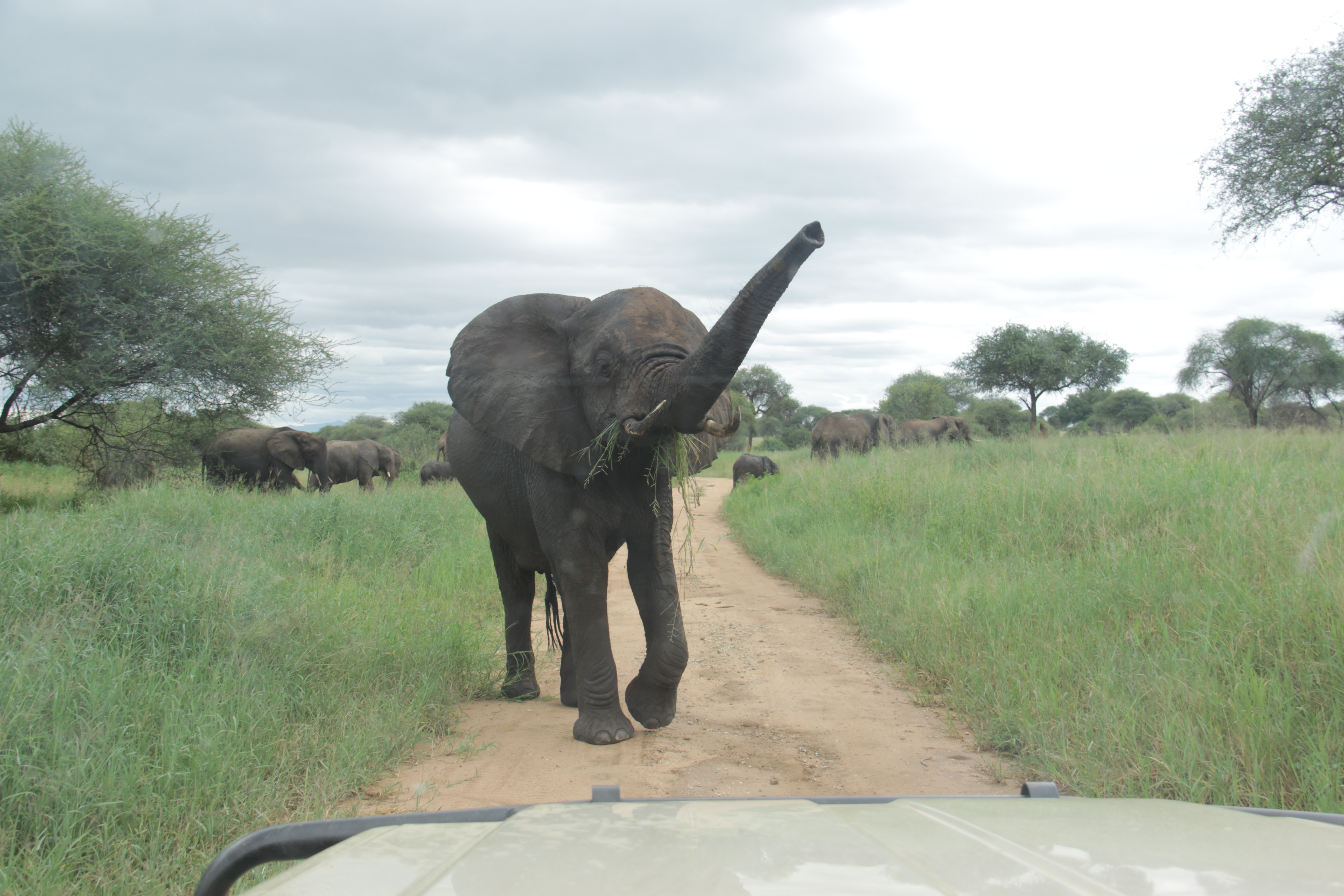 Day Trip Tarangire National Park, Warning elephant in Tarangire National Park Tanzania