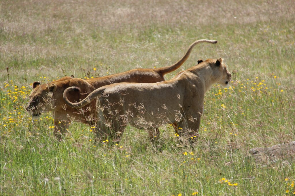 Lions in Ngorongoro National Park Tanzania