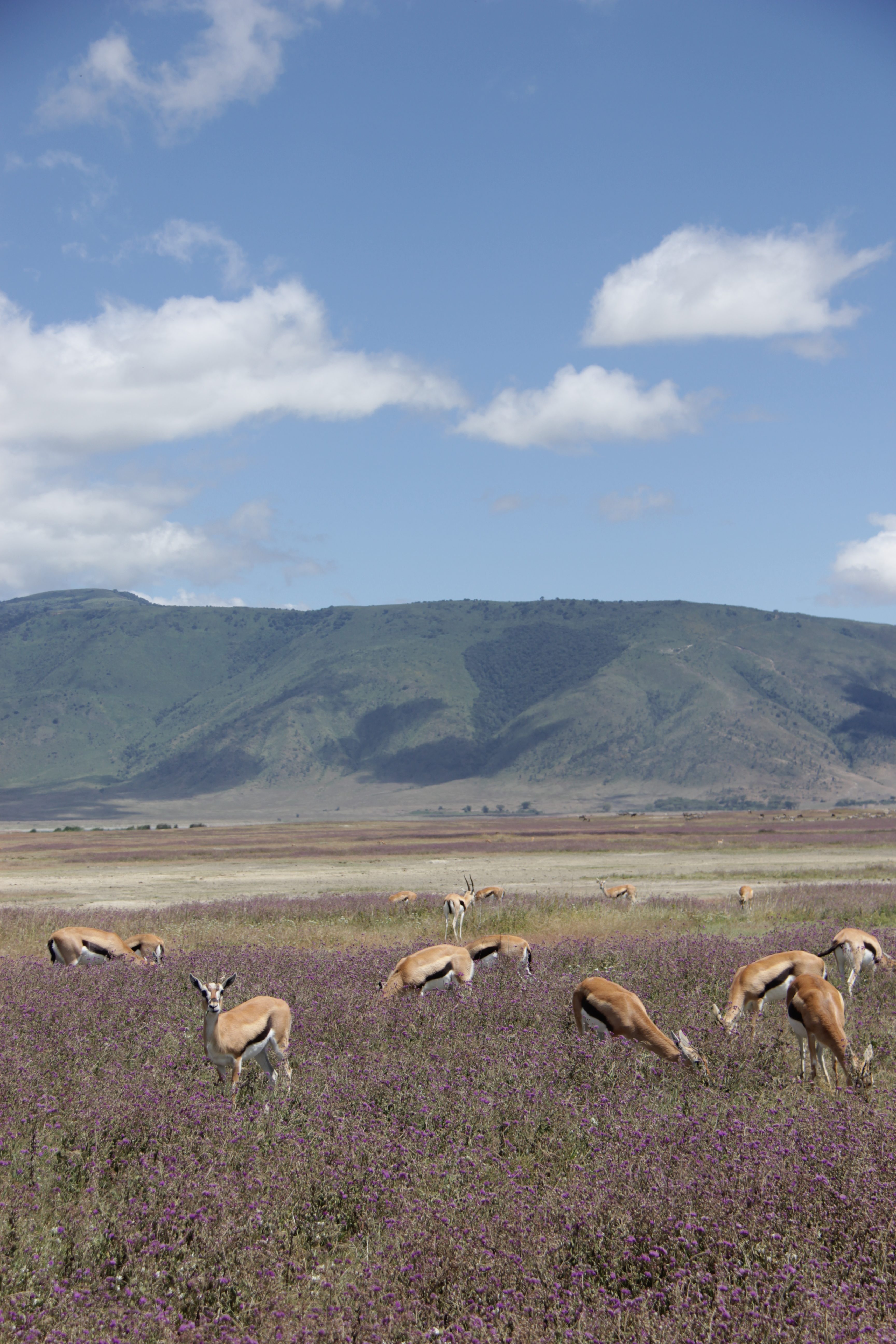 Ngorongoro National Park Tanzania