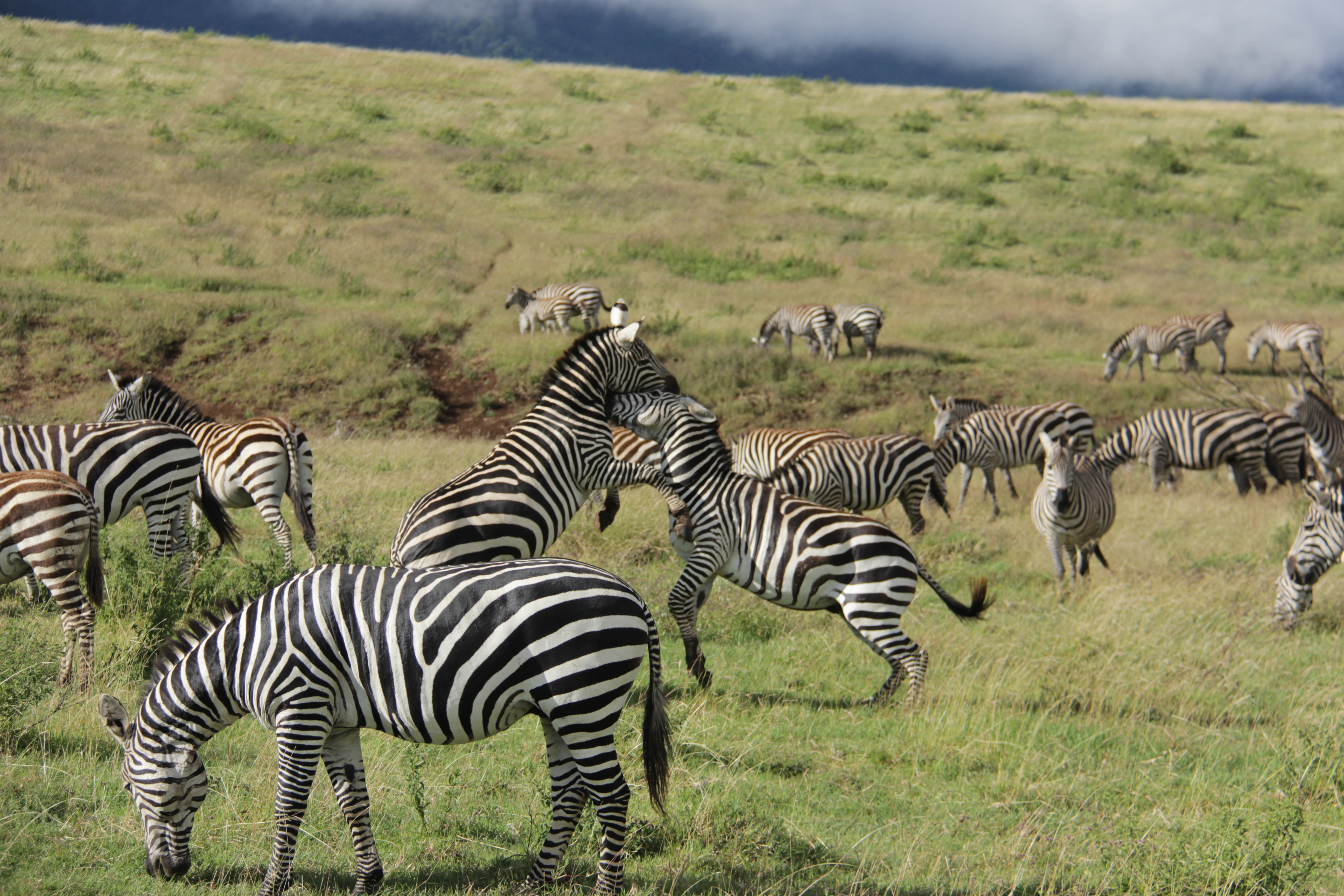 Zebras in Ngorongoro National Park Tanzania