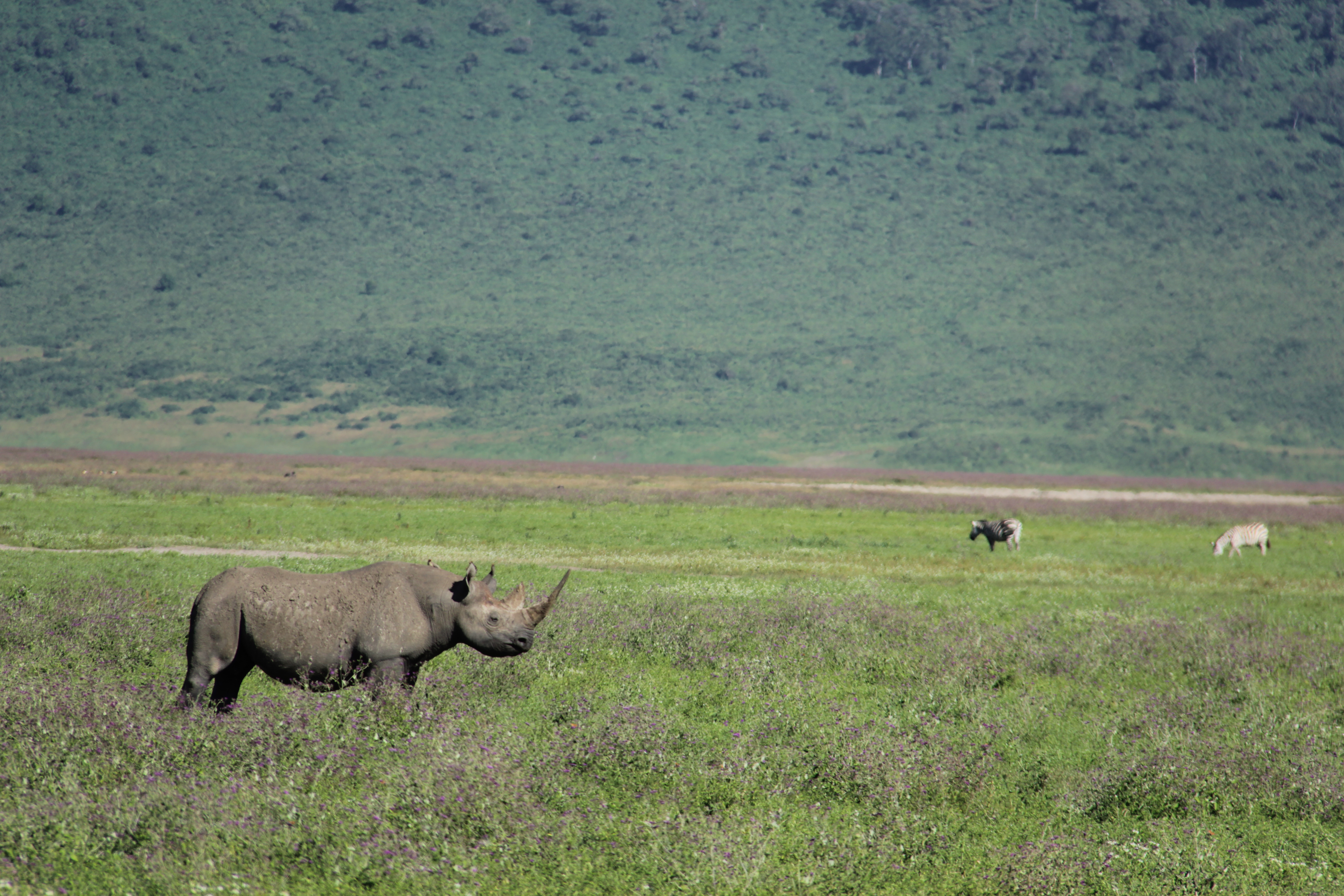 Rhino in Ngorongoro National Park Tanzania