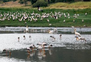 Diversity of birdlife in Lake Manyara National Park Tanzania