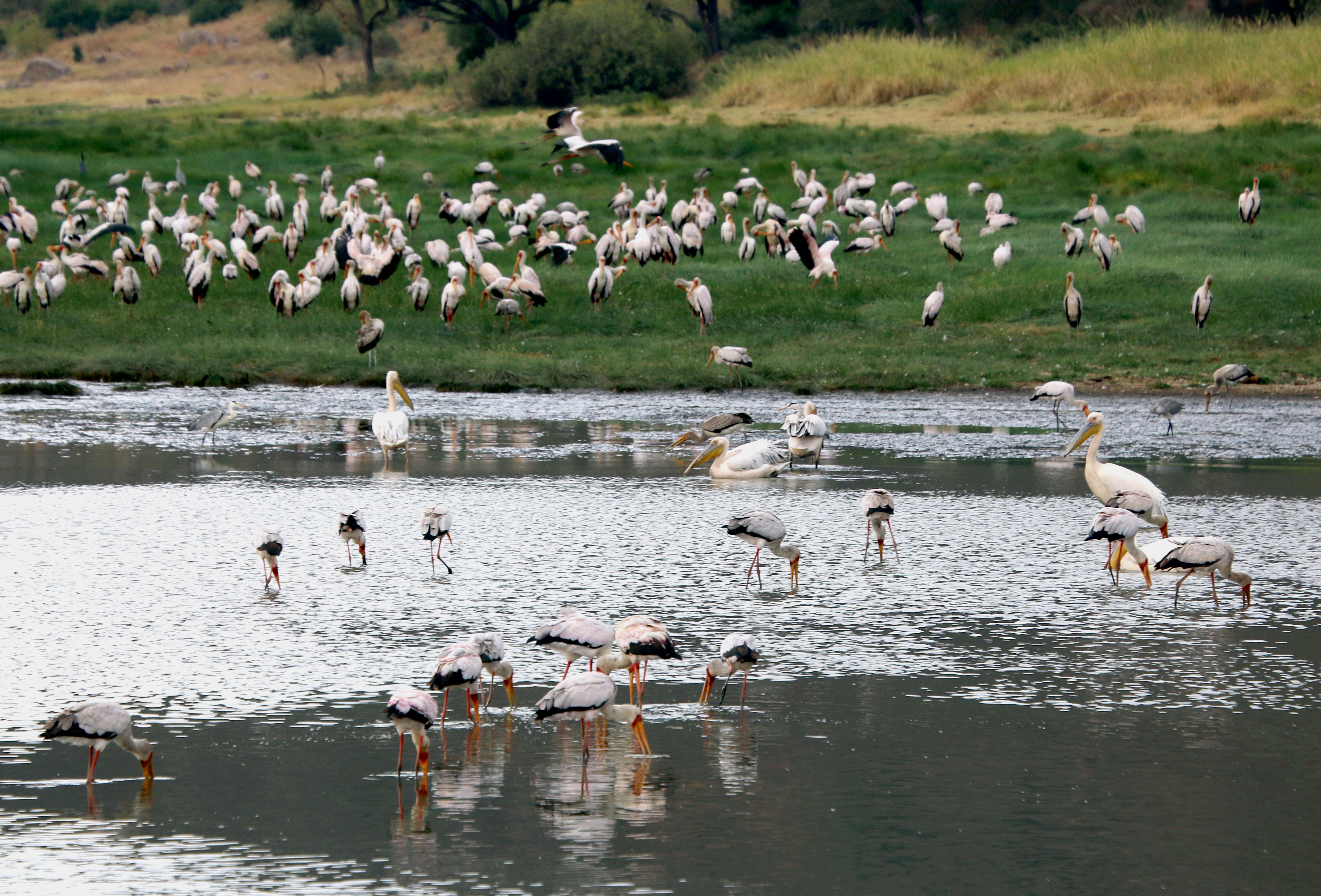 Veel vogelsoorten in Lake Manyara Tanzania