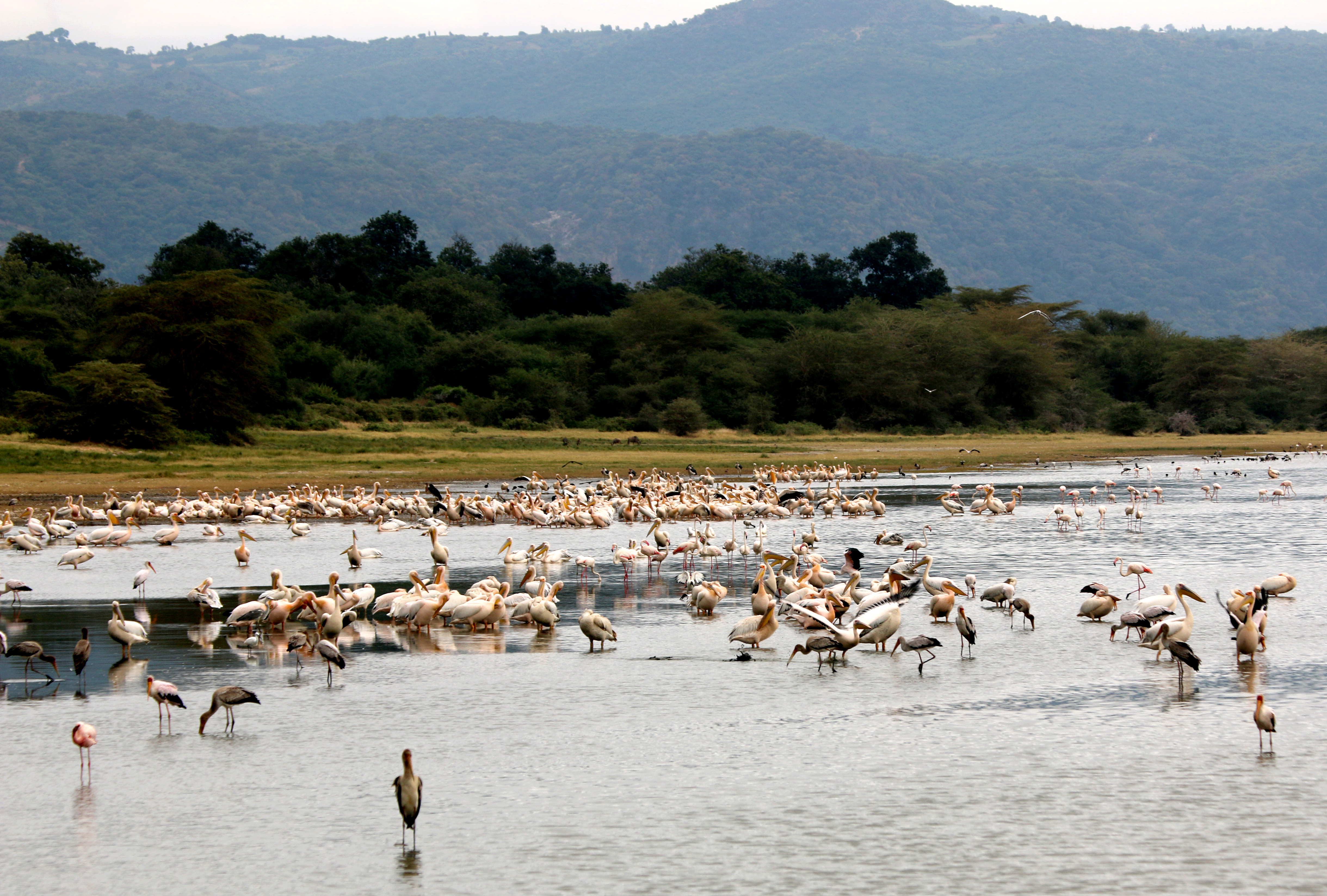Diversity of birdlife in Lake Manyara Tanzania