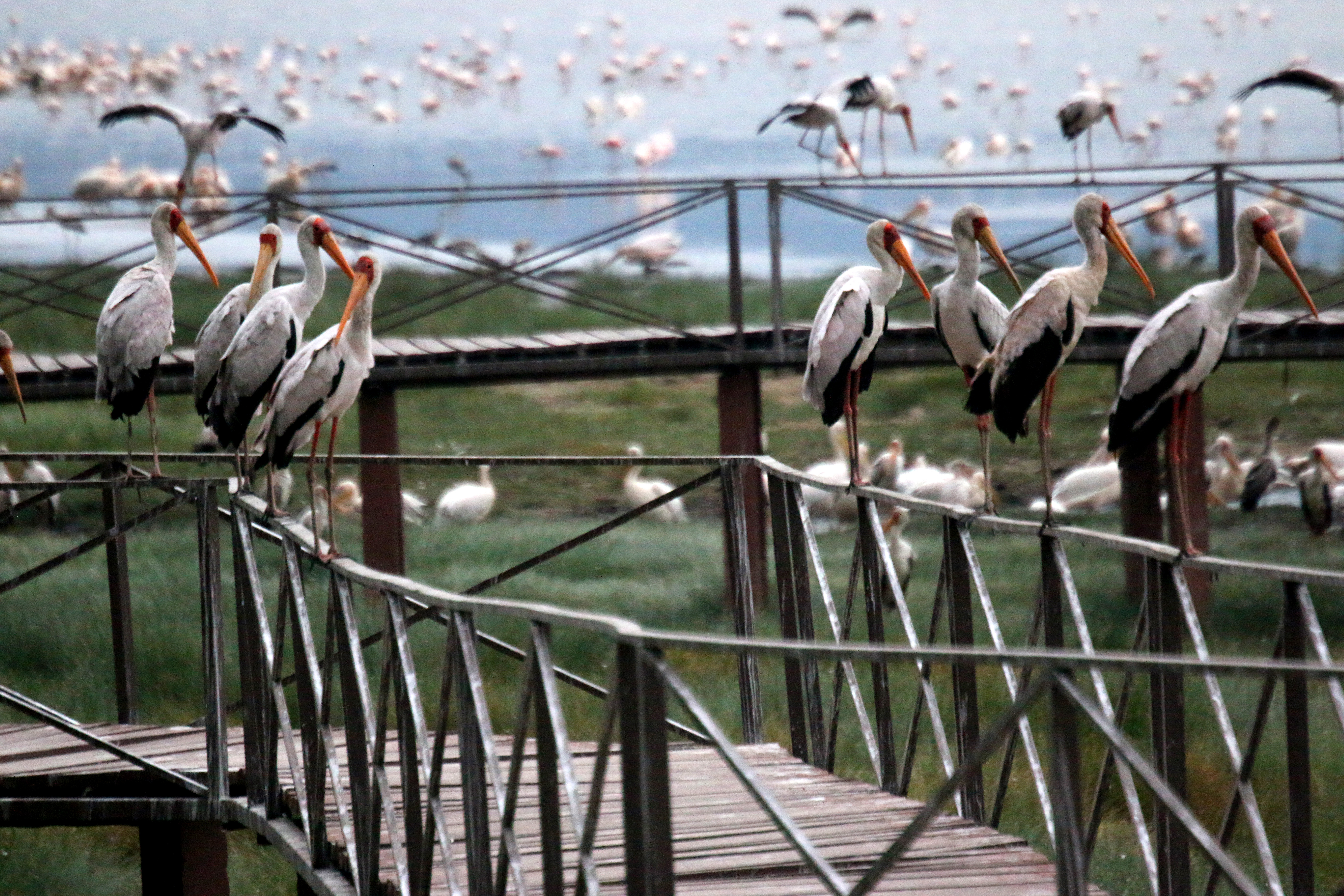 Day Trip Lake Manyara, Storks at Lake Manyara Tanzania